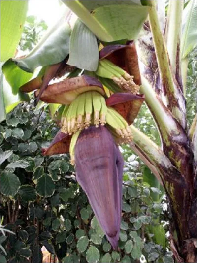 En Asie cette fleur est consommée crue ou cuite. À la Réunion on la surnomme ''baba figue''. De quel arbre provient-elle ?