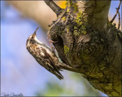 Quel est cet oiseau ?