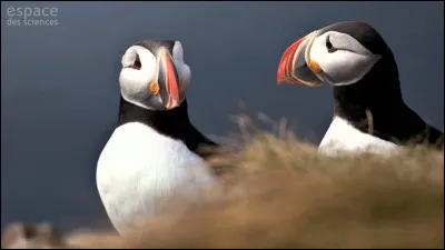 Quel est cet oiseau ?