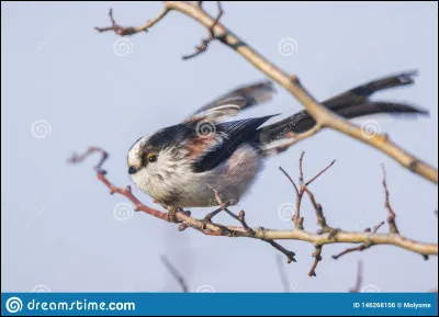 Quel est cet oiseau ?