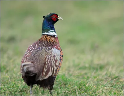 Quel est cet oiseau ?