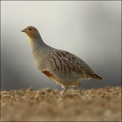 Quel est cet oiseau ?