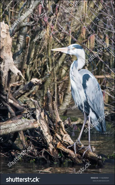 Quel est cet oiseau ?
