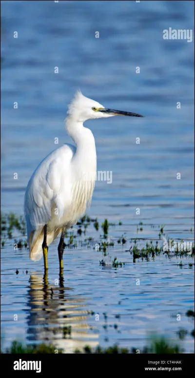 Quel est cet oiseau ?