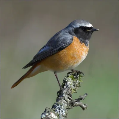 Quel est cet oiseau ?
