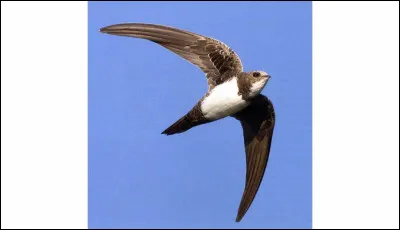 Quel est cet oiseau ?