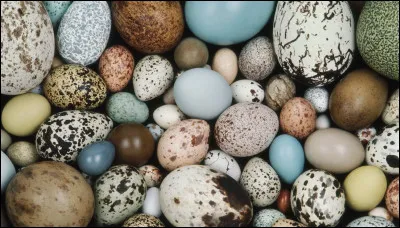 Combien dufs pondent les mésanges bleues ? (Question +)