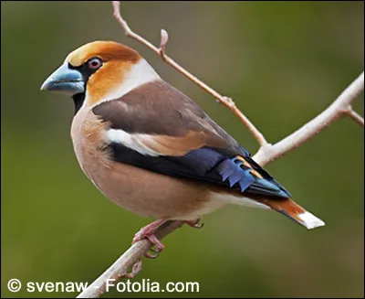 Quel est cet oiseau ?