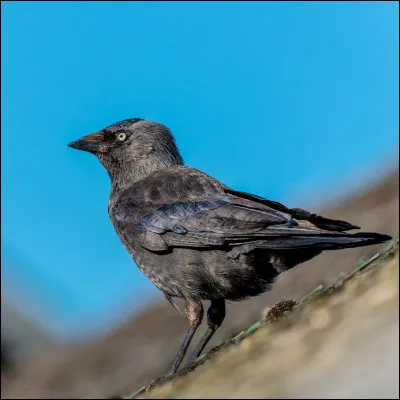 Quel est cet oiseau ?