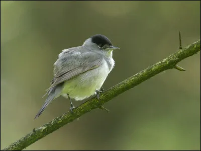 Quel est cet oiseau ?