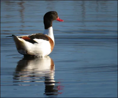 Quel est cet oiseau ?