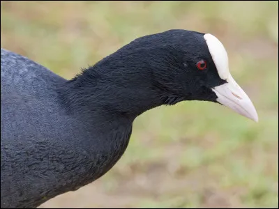 Quel est cet oiseau ?