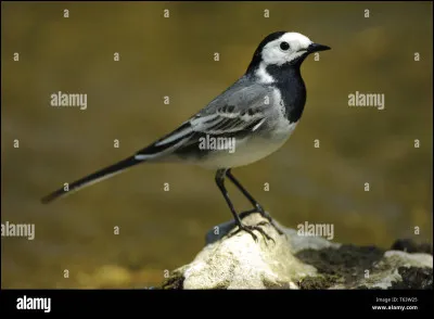 Quel est cet oiseau ?