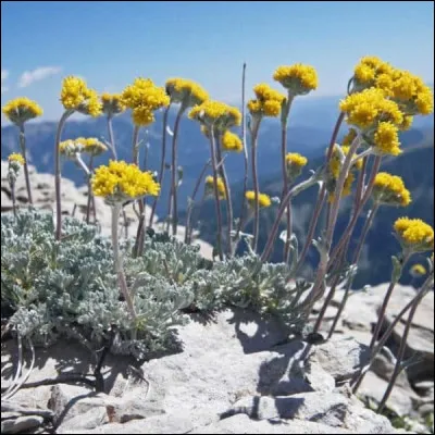 Que sont ces jolies fleurs alpestres qui poussent au-dessus de
 2 000 m ?