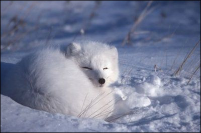 De ces trois animaux, lequel a une couleur constante, et ne prend pas une couleur blanche en hiver tout comme l'isatis que nous voyons en photo ?