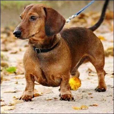 Quelle est cette race de chiens originaire dAllemagne, très appréciée de la reine Victoria et de lécrivain Anton Tchekhov ?