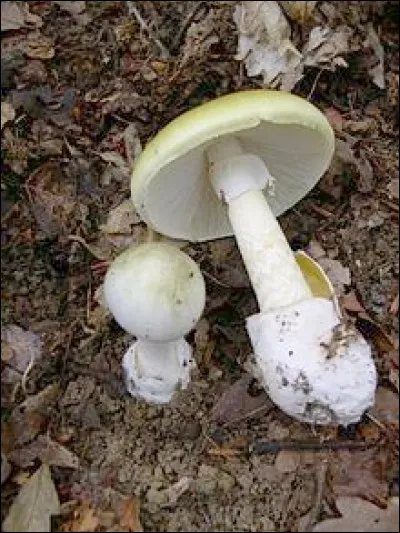 Quel est ce champignon mortel que tu ne peux manger qu'une fois dans ta vie ?