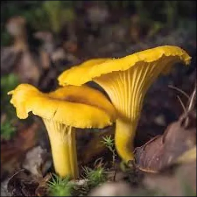 Quel est ce champignon recherché pour parfumer les sauces ?