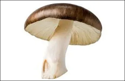Comment se nomme la tête du champignon ?
