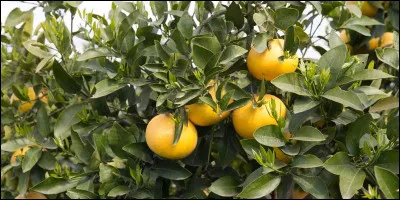 Savez-vous reconnaître un bon pomélo ? Oui, alors...