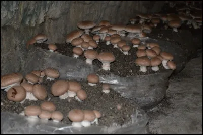 Quel est l'indice d'un bon champignon de Paris ?