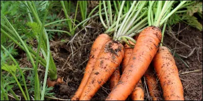 Vous avez oublié des carottes dans le bac du réfrigérateur... Que faire pour les revigorer ?