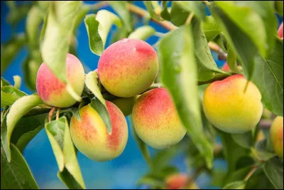 Quelle est cette variété de prune japonaise qui n'est pas consommée crue, mais en confiture, sirop, bonbon, boisson ?