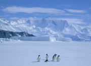 Quiz Voyage en Antarctique