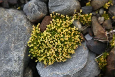 Quelle est cette plante, une des deux seules plantes vasculaires qui poussent en Antarctique ?