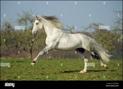 Laquelle de ces races existe vraiment ?