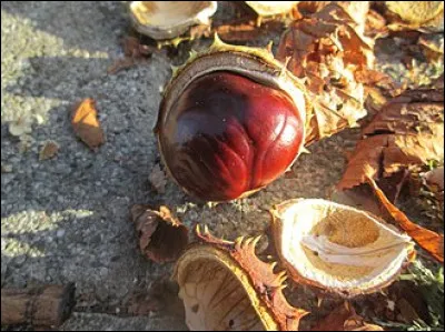 Dans le court-m&eacute;trage des studio Disney, de 1951, qui y a-t-il avec le Chat et le Chien ?