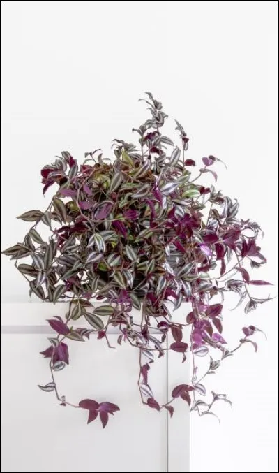 Pour Jacques de Baroncelli, en 1945, comment est Marie ?