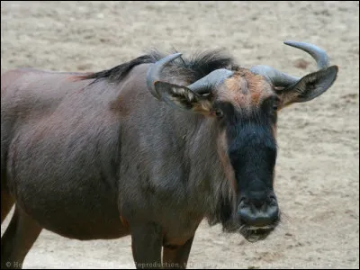 Vous ne serez pas étonnés de voir que c'est un gnou, il y a deux espèces de gnous en Afrique, celui-ci est l'espèce que l'on a l'habitude de voir dans les reportages, quel est son nom ?