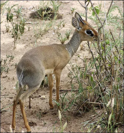 C'est l'une des plus petites antilopes d'Afrique et du monde !
