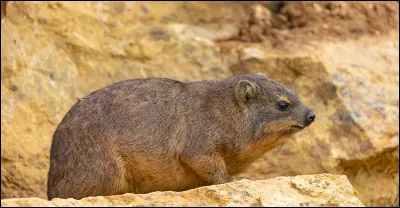 On le trouve en Afrique et jusqu'au Proche-Orient !
