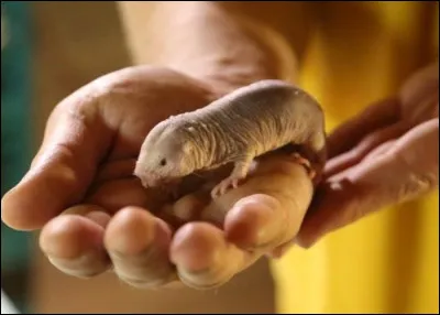 C'est sous terre qu'il faut le chercher !
