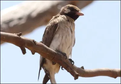 Ce petit oiseau africain ne paie pas de mine, pourtant il est un exemple extraordinaire de la collaboration entre deux espèces, lorsqu'il repère un essaim d'abeilles, il guide les cueilleurs de miel jusqu'à lui, en échange d'une part du butin !