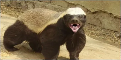 On dit que le renard est rusé, c'est le cas aussi pour cet animal, il a oublié d'être c.., enfin je veux dire idiot !