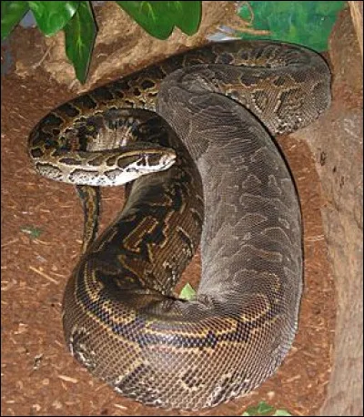 Ce serpent vit en Afrique, à vous de trouver son nom !