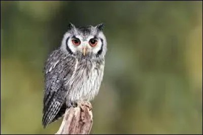 La chouette est lanimal fétiche de