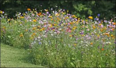 Qui a dit : ''Les beaux yeux sont ceux qui vous regardent avec tendresse !'' ?