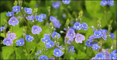 Quel est ce marais où en 52 avant J.-C. Jules César et son armée se sont embourbés ?