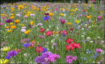 Pour quel roman Yann Queffélec, breton amoureux du Finistère, a-t-il obtenu le prix Goncourt en 1985 ?