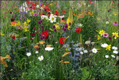 Quel est le premier légume à avoir obtenu une AOC et ce en 1996 ?