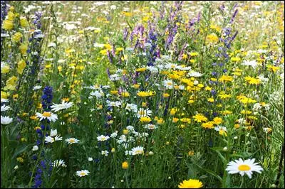 I Muvrini est un groupe corse qui met la musique traditionnelle de l'île à l'honneur. Que signifie le nom de leur groupe ?