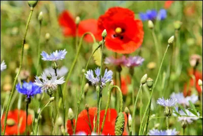 Qui a dit : ''Si vous voulez aller sur la mer, sans aucun risque de chavirer, alors, n'achetez pas un bateau : achetez une île !'' ?