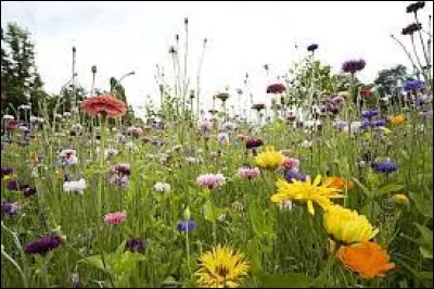 Cette grotte est ornée de peintures rupestres exécutées par des hommes du magdalénien à l'aide de charbon de bois. Réalisées il y a 14 000 ans on visite la grotte en Ariège, c'est...