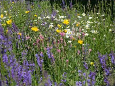 Mannequin, égérie des plus grands, Jean-Paul Gaultier, Givenchy, l'Oréal, elle est aujourd'hui une actrice reconnue. En 1999 elle est choisie comme nouvelle Marianne. C'est...