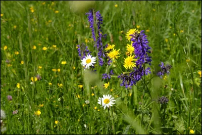 Où trouve-t-on ce porc cul noir, qui a bien failli disparaître dans les années 1970-80 ? (aujourd'hui on en compte environ 2000 têtes)