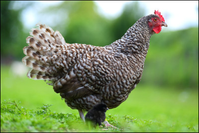 À quel animal t'associes-tu le plus ?